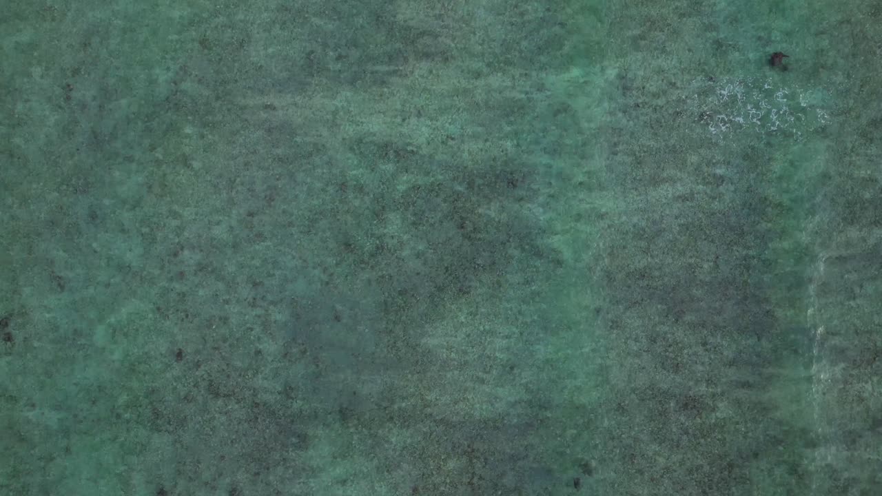 Gruppe von Meeresschildkröten schwimmt anmutig durch klares, flaches Meerwasser, aus der Vogelperspektive gesehen. Lebensraum Meerestiere. Fabelhafte Luftaufnahme, Überflug mit Drohne.