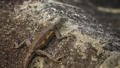 diploderma swinhonis lizard on a rock