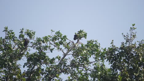 Una-Familia-De-Buitre-Blanco-O-Pájaro-Gyps-Bengalensis-Posado-O-Descansando-En-Su-Nido-En-La-Rama-De-Un-árbol-En-El-área-De-Ghatigao-En-Madhya-Pradesh,-India