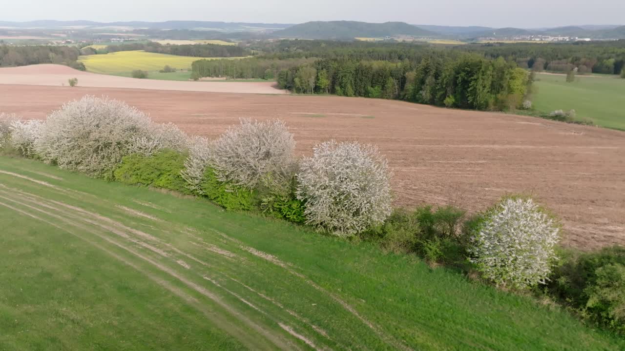 цветущие белые сакуры стоят на луге.