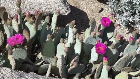 cactus de cola de castor que florece a mediados de abril a lo largo del sendero de la cresta del pacífico