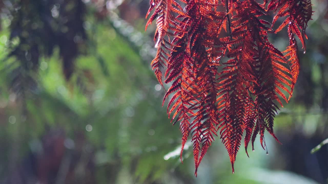 primer plano de un helecho rojo en un exuberante bosque tropical