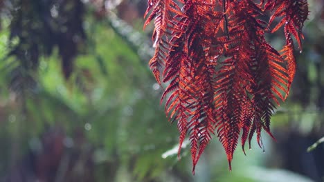 close-up of red fern in lush rainforest