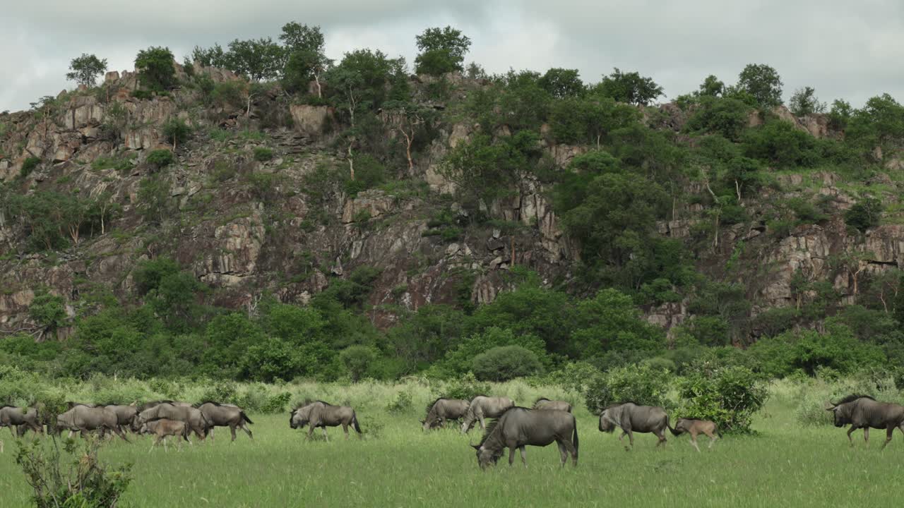 Wide shot of a herd of wildbeeste moving through the grassland with a cliff in the background, Savuti Botswana.