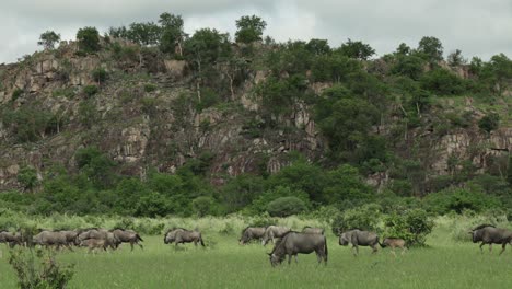 wide shot of a herd of wildbeeste moving through the grassland with a cliff in the background, savuti botswana.