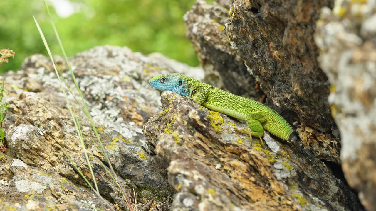оставшийся в живых без хвоста: сказка о ящерице