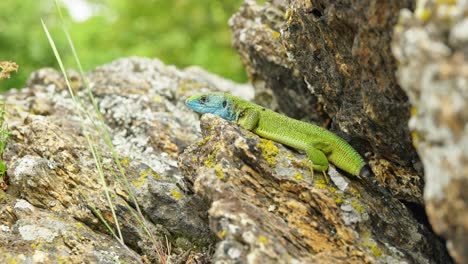 the tailless survivor: a lizard's tale