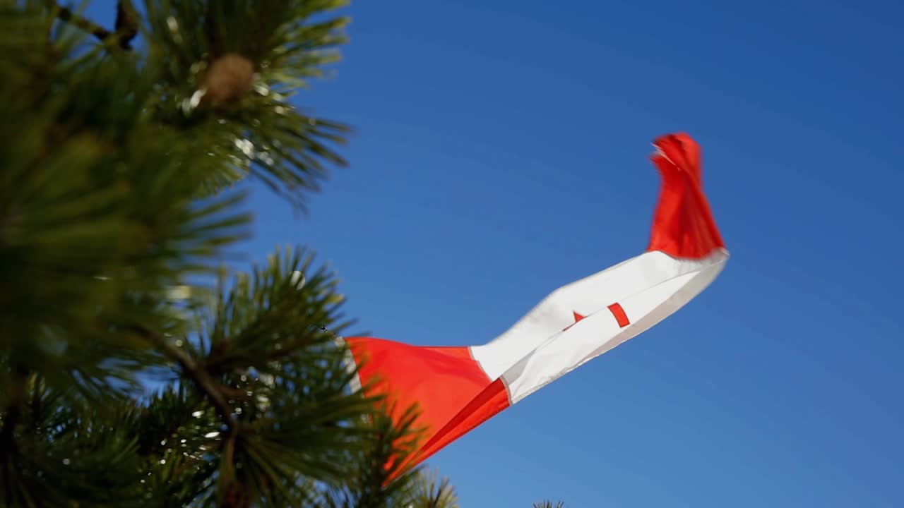 bandera canadiense que sopla en fuertes vientos con el árbol en primer plano