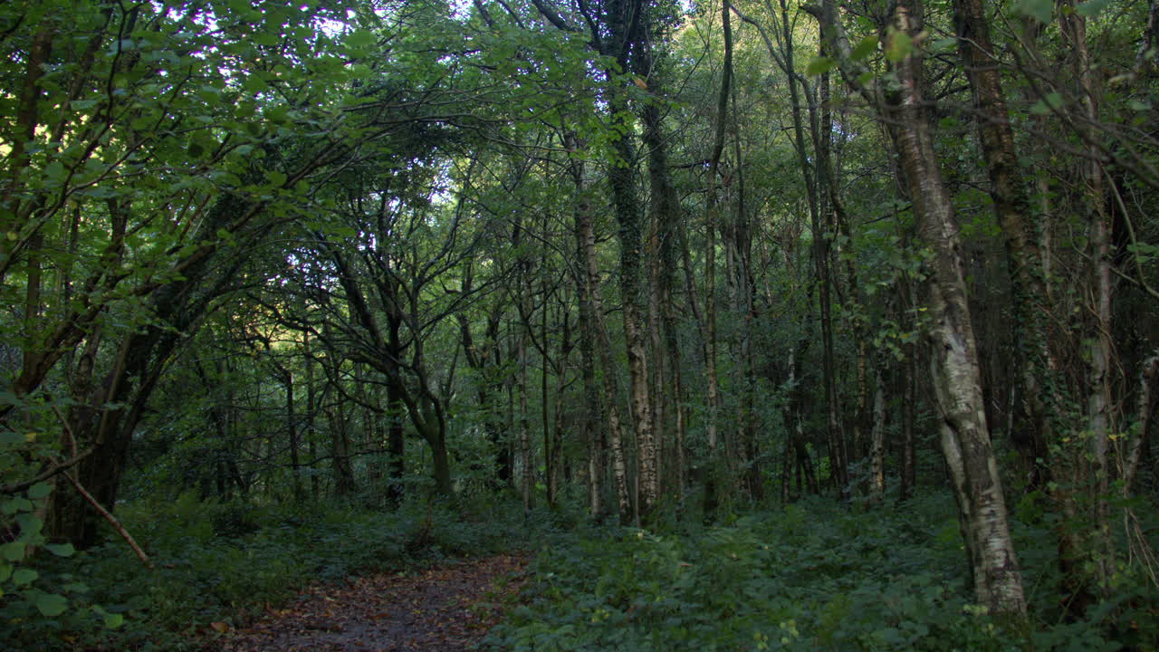 Ampia inquadratura di un sentiero, una traccia, un percorso nel bosco di Lyminge, vicino al parcheggio di Westwood