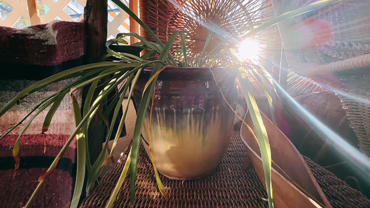 luz del sol en una planta en maceta en un porche