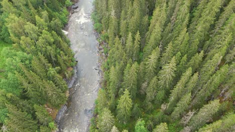aerial birds-eye view over dense coniferous forest trees with a flowing river
