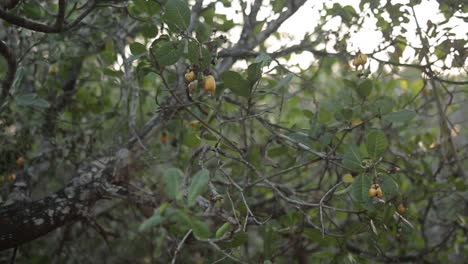 un racimo de frutas de anacardo amarillo colgando