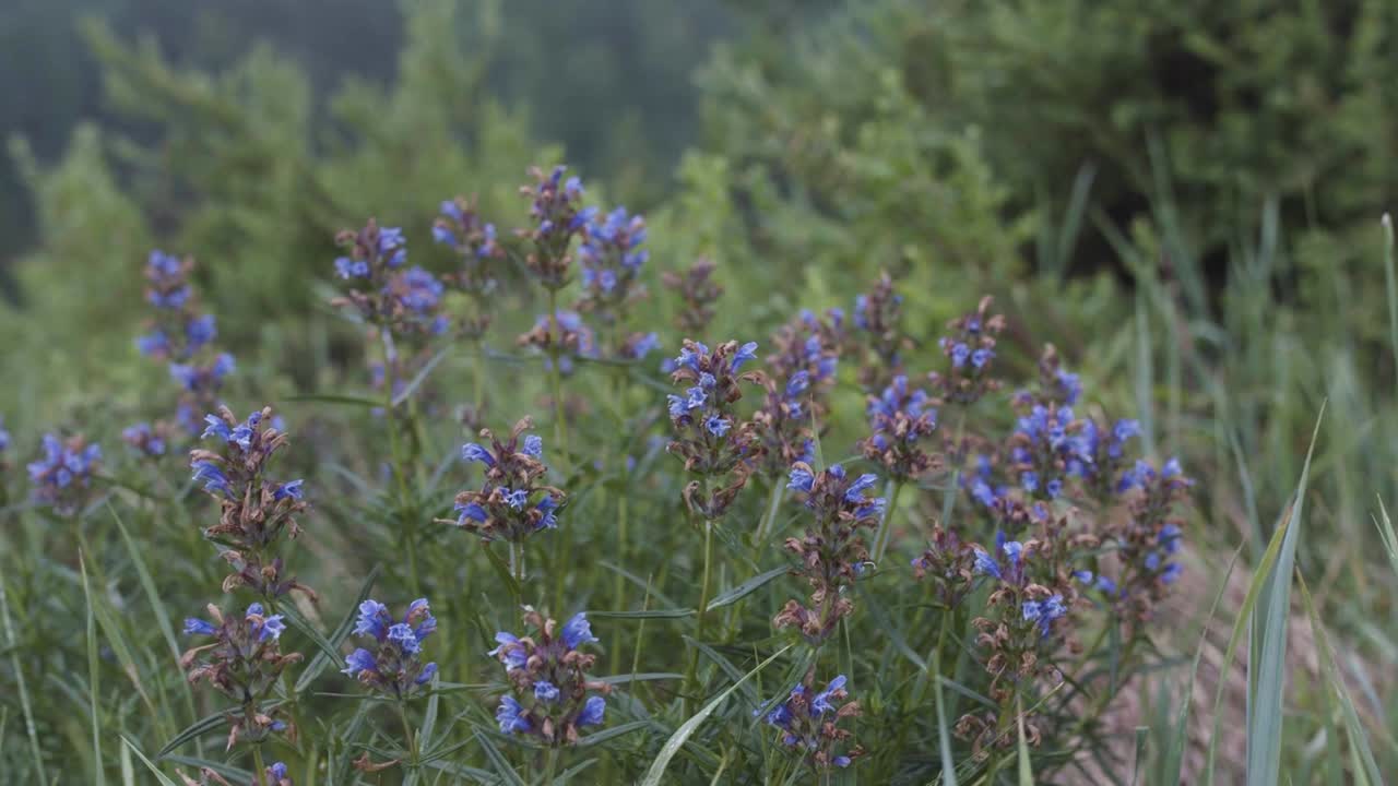 flores púrpuras en un prado de montaña