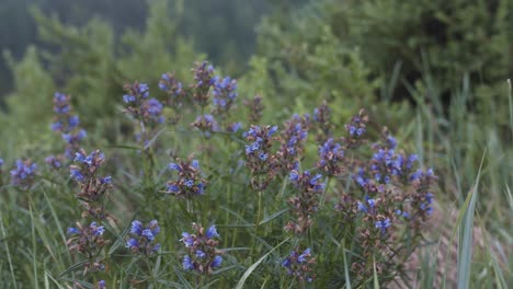 purple flowers in a mountain meadow