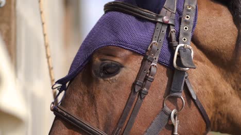 slow motion close up of a brown race horse