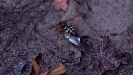 Sphecius-Speciosus-Arrastrando-A-Su-Presa-Paralizada-Sobre-Tierra-Arenosa-Y-Hojas,-De-Cerca