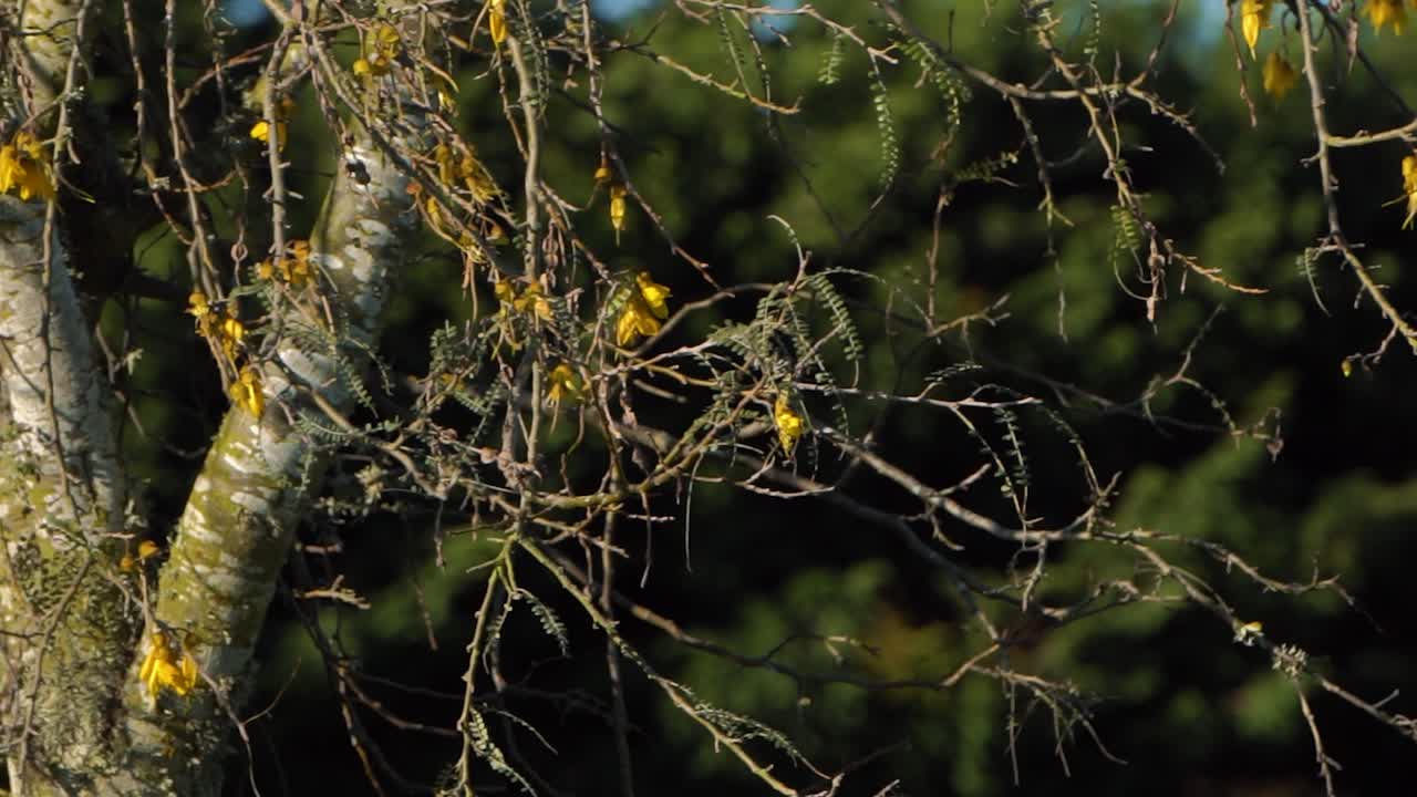 plantas y arbustos a la luz del sol