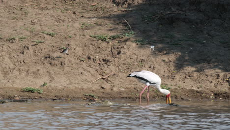 Cigüeña-De-Pico-Amarillo-Forrajeando-En-Un-Río-Junto-A-Un-Cocodrilo-Del-Nilo-Sumergido-En-El-Agua