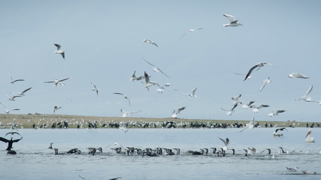 group of Double-Crested Cormorants gulls fishing diving lake Kerkini slow motion