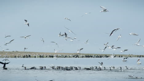 group-of-Double-Crested-Cormorants-gulls-fishing-diving-lake-Kerkini-slow-motion