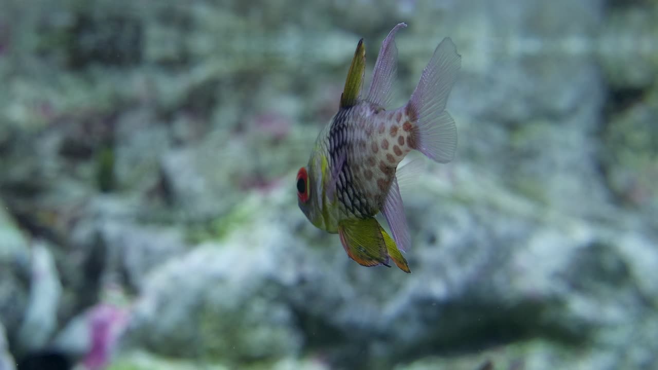 Swimming action of colorful fish ocean habitat underwater marine environment