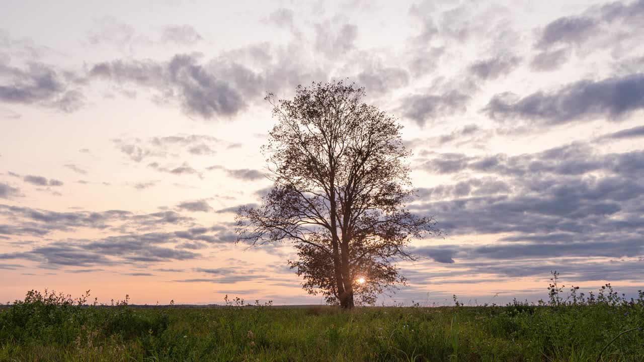 Hyperlapse around a lonely tree in a field during sunset, beautiful time lapse, autumn landscape, video loop