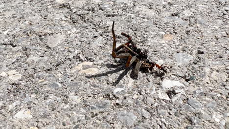 hormigas arrastrando arañas muertas en pisos de concreto al aire libre