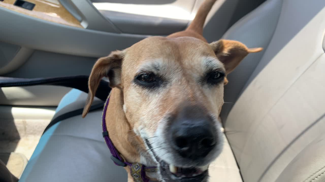 lindo cachorro montando en coche