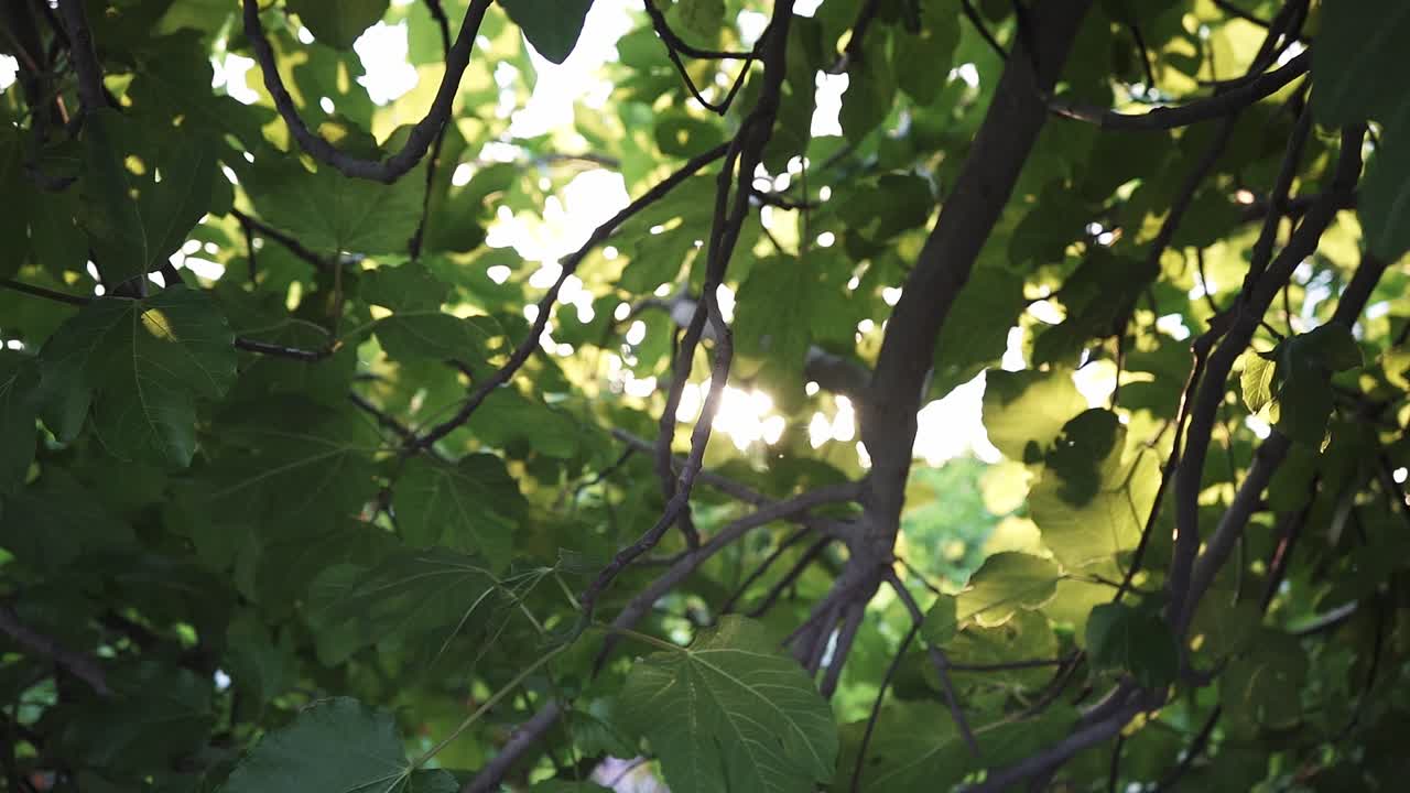 일출과 일몰에 느린 동작으로 많은 식물과 꽃이 있는 녹색과 밝은 정원