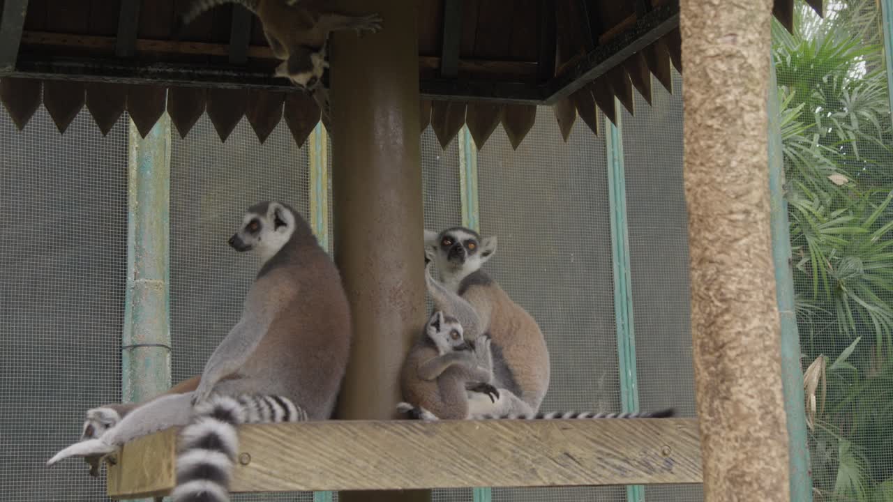 familia de lémures de cola anillada con bebés jugando y escalando en el zoológico