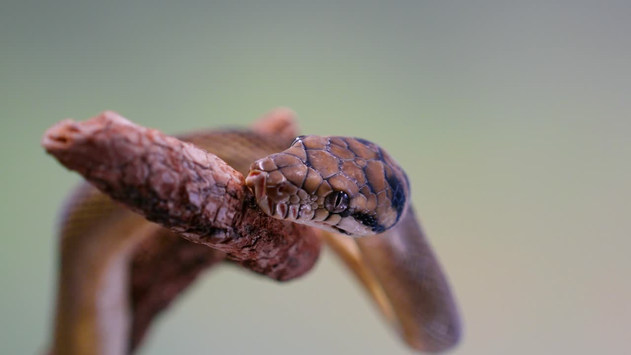 Snake in slow motion, close-up of its head moving along a branch with detailed textures