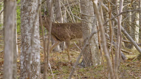 deer walking through forest trees