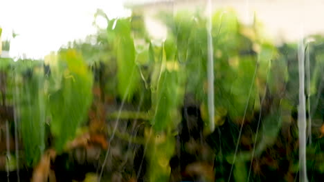 fuertes lluvias con gotas gordas salpican contra la ventana del dormitorio, fondo de follaje verde bokeh