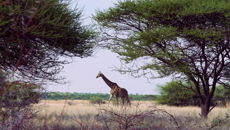 wide shot of peaceful giraffe walking across the dry grass in central kalahari game reserve, southern africa