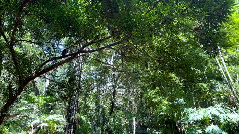 birds flying through dense, green foliage