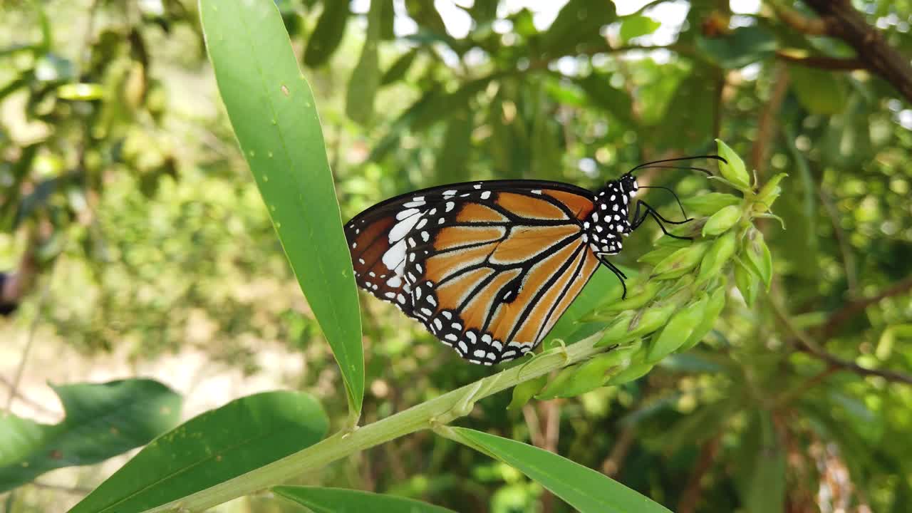 mariposa monarca en su hábitat natural durante la primavera en la india - blanco, naranja, marrón - estampado negro - dos mariposas a cámara lenta