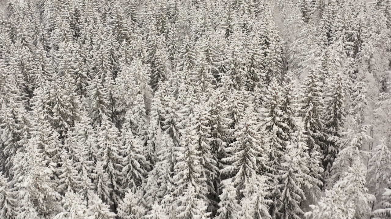 Flyver over en magisk granskov