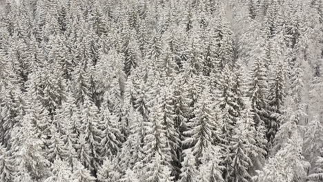 passing over a magical fir tree forest