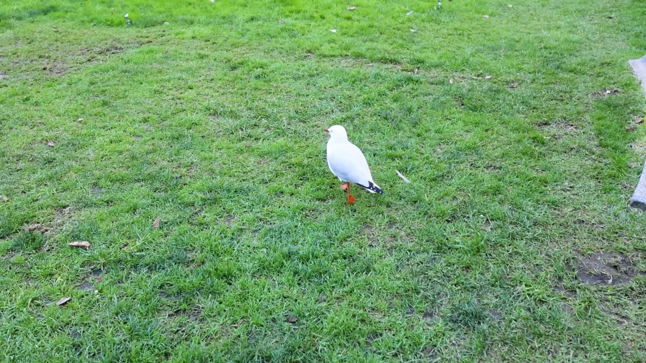 초록 잔디 위 를 고 있는 바다표범