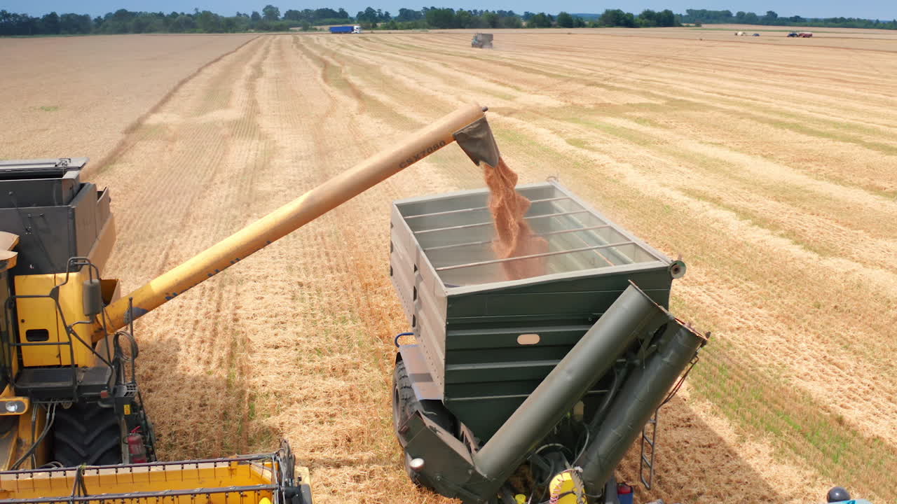 Harvesting Wheat - Combine Harvester Loading Grain