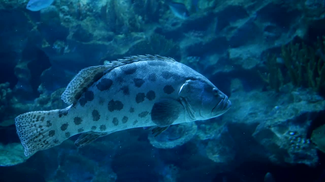 수족관, 물고기 크, 산호초, 동물, 자연
