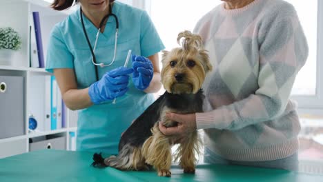 una mujer veterinaria le hace una inyección a un yorkshire terrier.