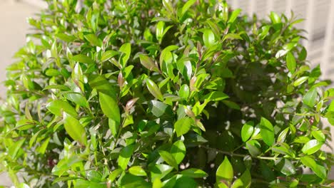 sliding into bright green syzygium tree