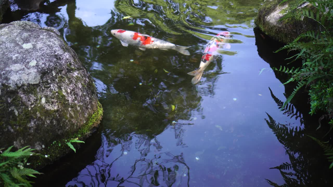 carpa de lujo en japón