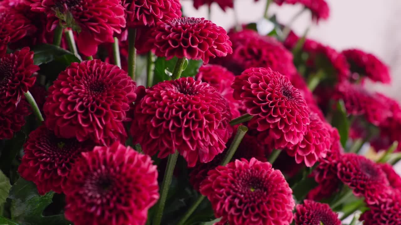 A smooth left-to-right dolly shot featuring a rack focus that transitions the sharp clarity from the foreground to the middle of the soft red flowers