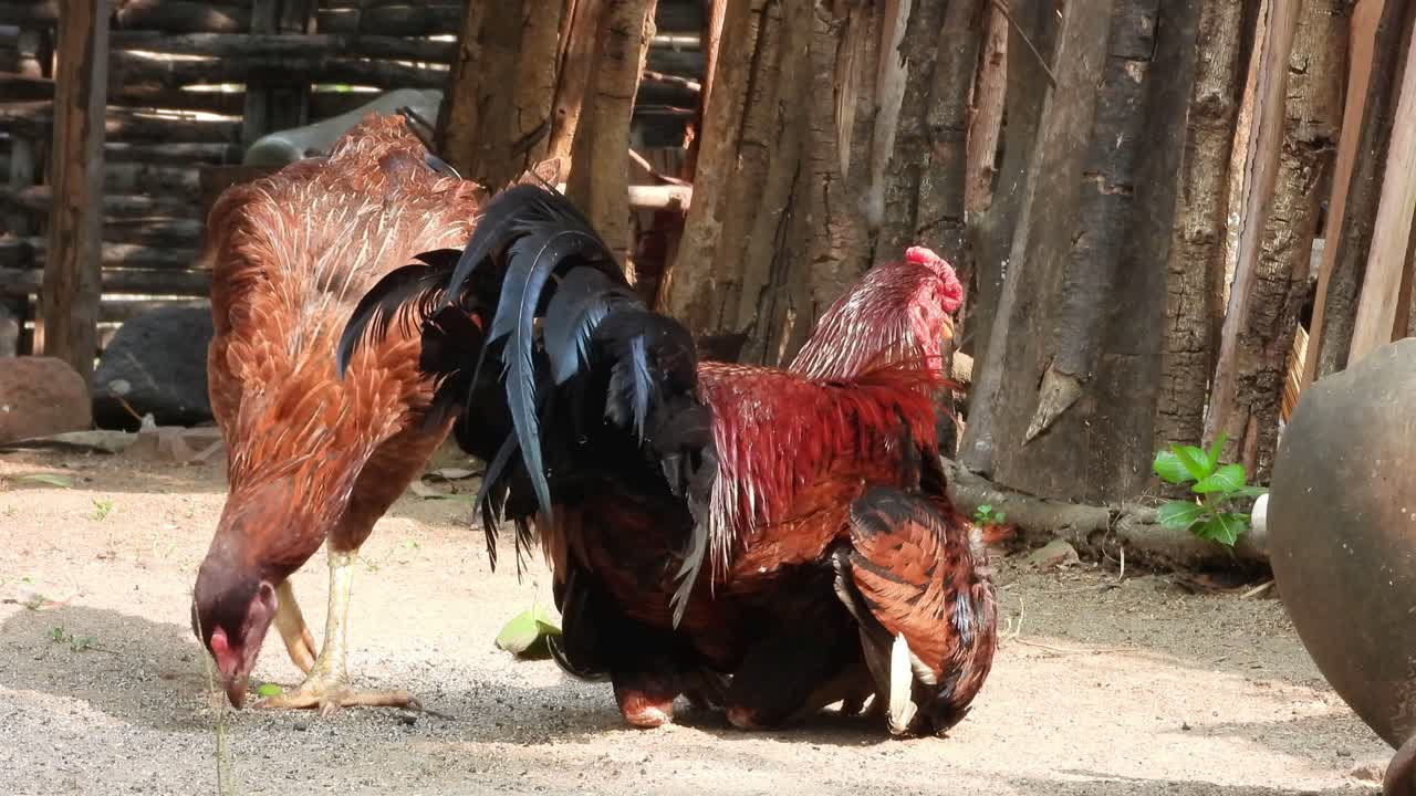 dos cópulas de gallina relajándose y divirtiéndose