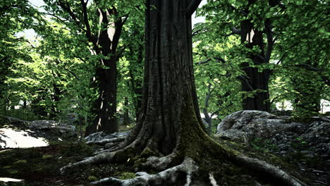 Detailed-close-up-view-on-a-forest-ground-texture-with-moss