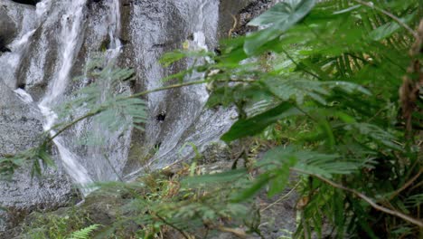 this stunning bali waterfall footage in east bali shows greenry and the river flowing over smooth stones