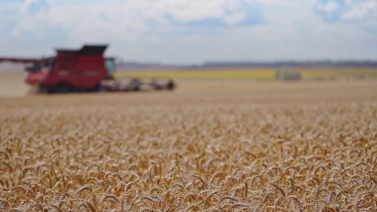 Modern combine harvester in action. Working harvesting combine in the field of wheat