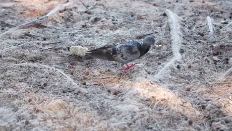 two pigeons pecking and walking on dry ground